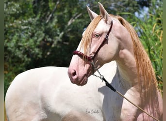 PRE, Stallion, 1 year, 16.2 hh, Buckskin