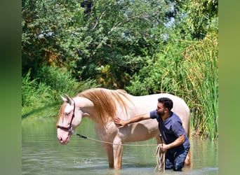 PRE, Stallion, 1 year, 16.2 hh, Buckskin