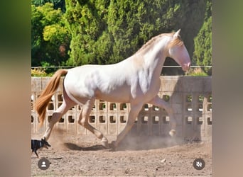 PRE, Stallion, 1 year, 16.2 hh, Buckskin