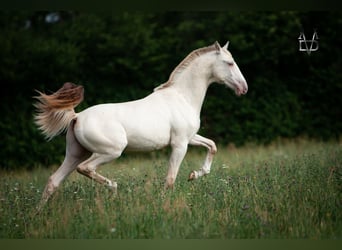 PRE, Stallion, 1 year, 16.2 hh, Dun