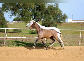 PRE, Stallion, 1 year, 16.2 hh, Grey