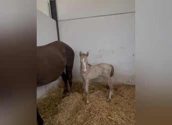 PRE, Stallion, 1 year, 16.2 hh, Perlino