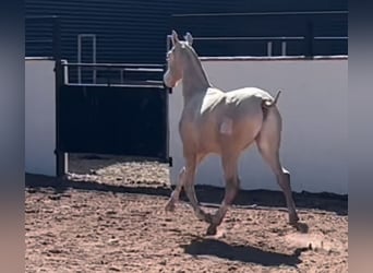 PRE, Stallion, 1 year, 16.2 hh, Perlino