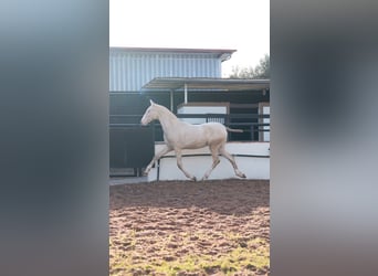 PRE, Stallion, 1 year, 16.2 hh, Perlino