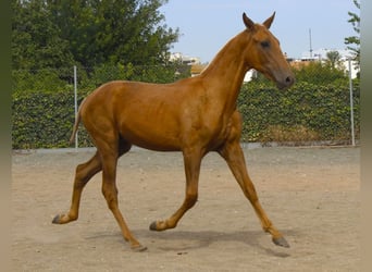 PRE Mix, Stallion, 1 year, 16.3 hh, Palomino