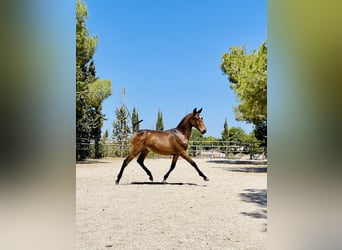 PRE, Stallion, 1 year, 16 hh, Bay-Dark