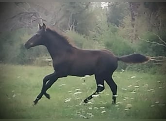PRE Mix, Stallion, 1 year, 16 hh, Black