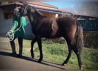 PRE Mix, Stallion, 1 year, 16 hh, Black
