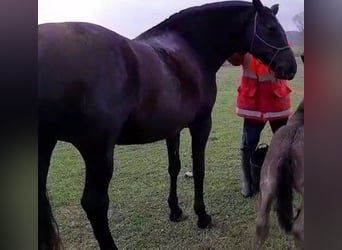 PRE Mix, Stallion, 1 year, 16 hh, Black