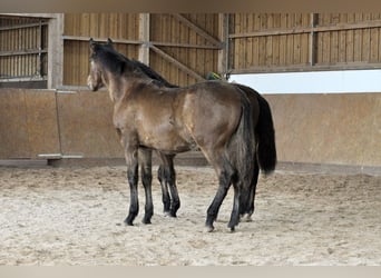 PRE, Stallion, 1 year, 16 hh, Brown