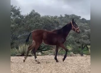 PRE Mix, Stallion, 1 year, 16 hh, Brown