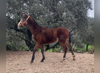 PRE Mix, Stallion, 1 year, 16 hh, Brown