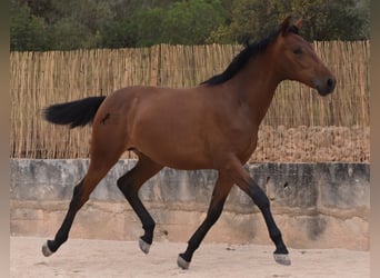 PRE Mix, Stallion, 1 year, 16 hh, Brown