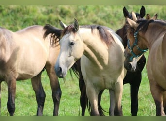 PRE Mix, Stallion, 1 year, 16 hh, Can be white