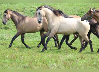 PRE Mix, Stallion, 1 year, 16 hh, Can be white