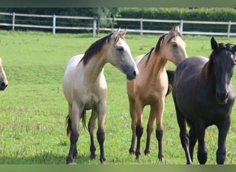 PRE Mix, Stallion, 1 year, 16 hh, Can be white