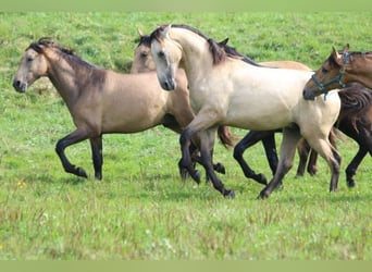 PRE Mix, Stallion, 1 year, 16 hh, Can be white