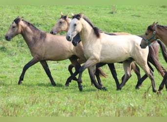 PRE Mix, Stallion, 1 year, 16 hh, Can be white