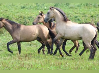 PRE Mix, Stallion, 1 year, 16 hh, Can be white