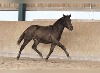 PRE, Stallion, 1 year, 16 hh, Chestnut-Red
