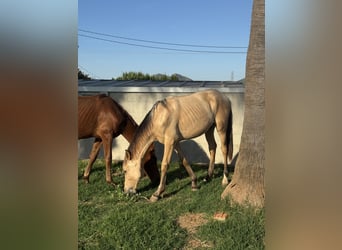 PRE Mix, Stallion, 1 year, 16 hh, Dun
