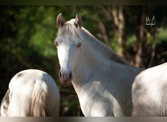 PRE, Stallion, 1 year, 16 hh, Dun