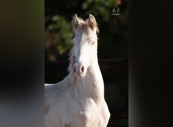 PRE, Stallion, 1 year, 16 hh, Dun