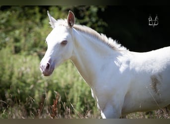 PRE, Stallion, 1 year, 16 hh, Dun