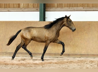 PRE Mix, Stallion, 1 year, 16 hh, Dun