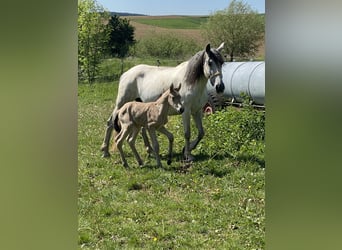 PRE, Stallion, 1 year, 16 hh, Dun