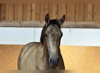 PRE, Stallion, 1 year, 16 hh, Dun