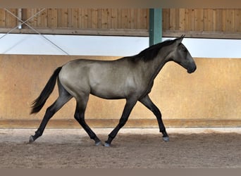 PRE, Stallion, 1 year, 16 hh, Dun