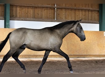 PRE, Stallion, 1 year, 16 hh, Dun