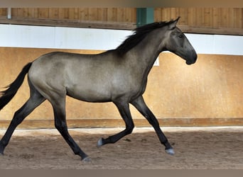 PRE, Stallion, 1 year, 16 hh, Dun