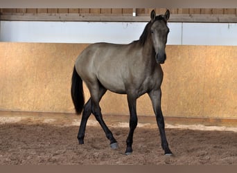 PRE, Stallion, 1 year, 16 hh, Dun