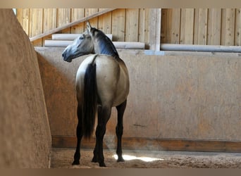 PRE, Stallion, 1 year, 16 hh, Dun
