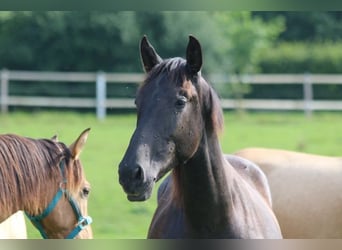 PRE, Stallion, 1 year, 16 hh, Gray-Dark-Tan