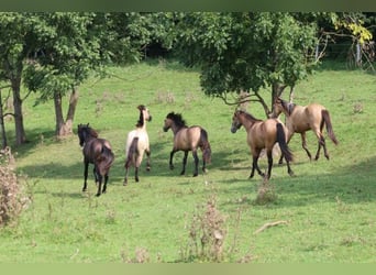 PRE, Stallion, 1 year, 16 hh, Gray-Dark-Tan