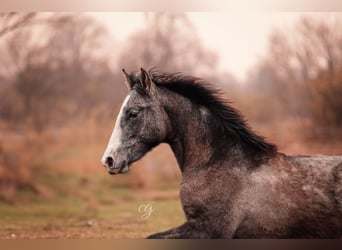 PRE, Stallion, 1 year, 16 hh, Gray