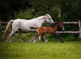 PRE, Stallion, 1 year, 16 hh, Gray