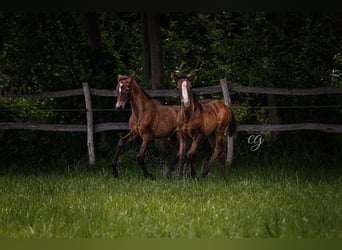 PRE, Stallion, 1 year, 16 hh, Gray