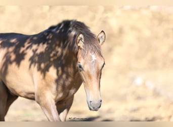 PRE, Stallion, 1 year, 16 hh, Gray-Red-Tan