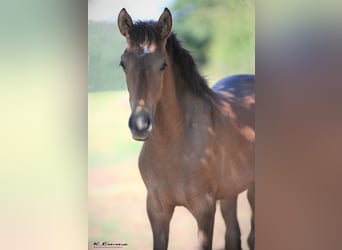PRE, Stallion, 1 year, 16 hh, Gray-Red-Tan