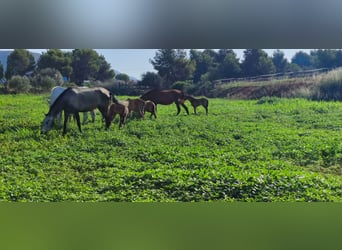 PRE Mix, Stallion, 1 year, 16 hh, Grey