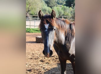 PRE, Stallion, 1 year, 16 hh, Grey