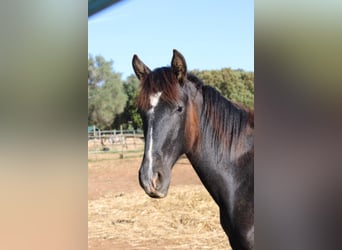 PRE, Stallion, 1 year, 16 hh, Grey