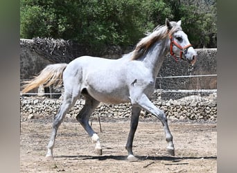 PRE Mix, Stallion, 1 year, 16 hh, Grey