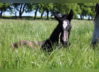 PRE, Stallion, 1 year, 16 hh, Grey