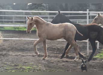 PRE, Stallion, 1 year, 16 hh, Palomino