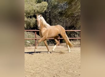 PRE Mix, Stallion, 1 year, 16 hh, Palomino